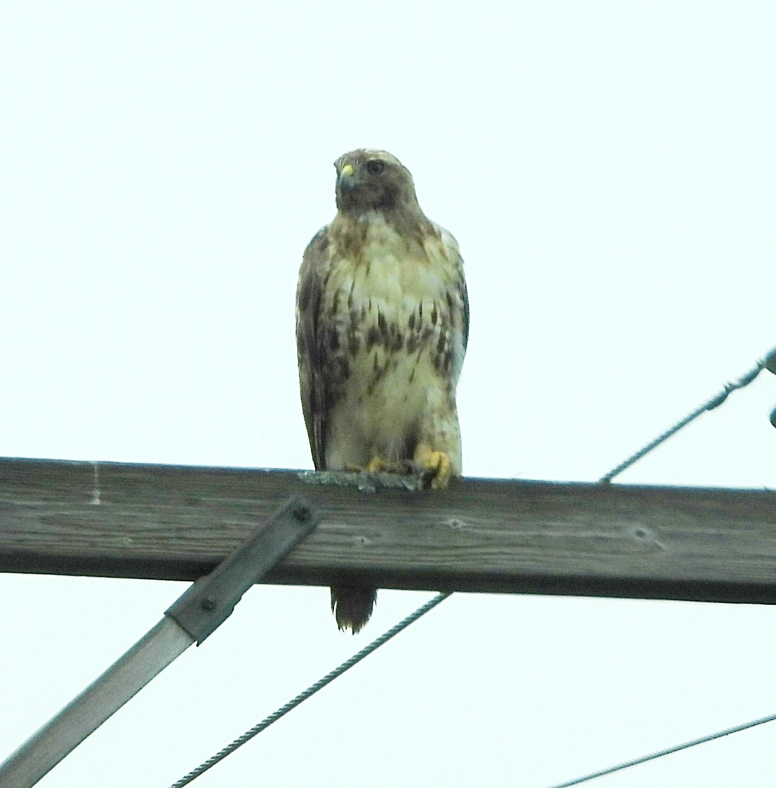 Red-tailed Hawk - ML620557008