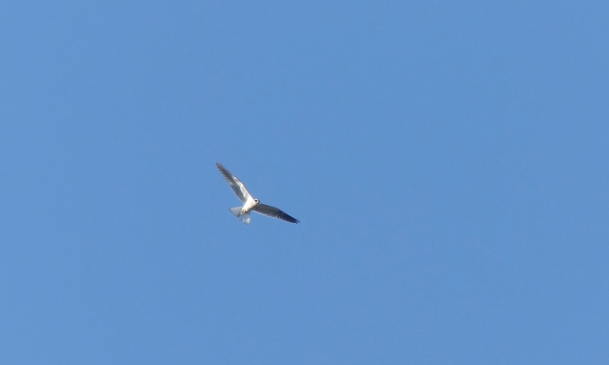 White-tailed Kite - ML620557011