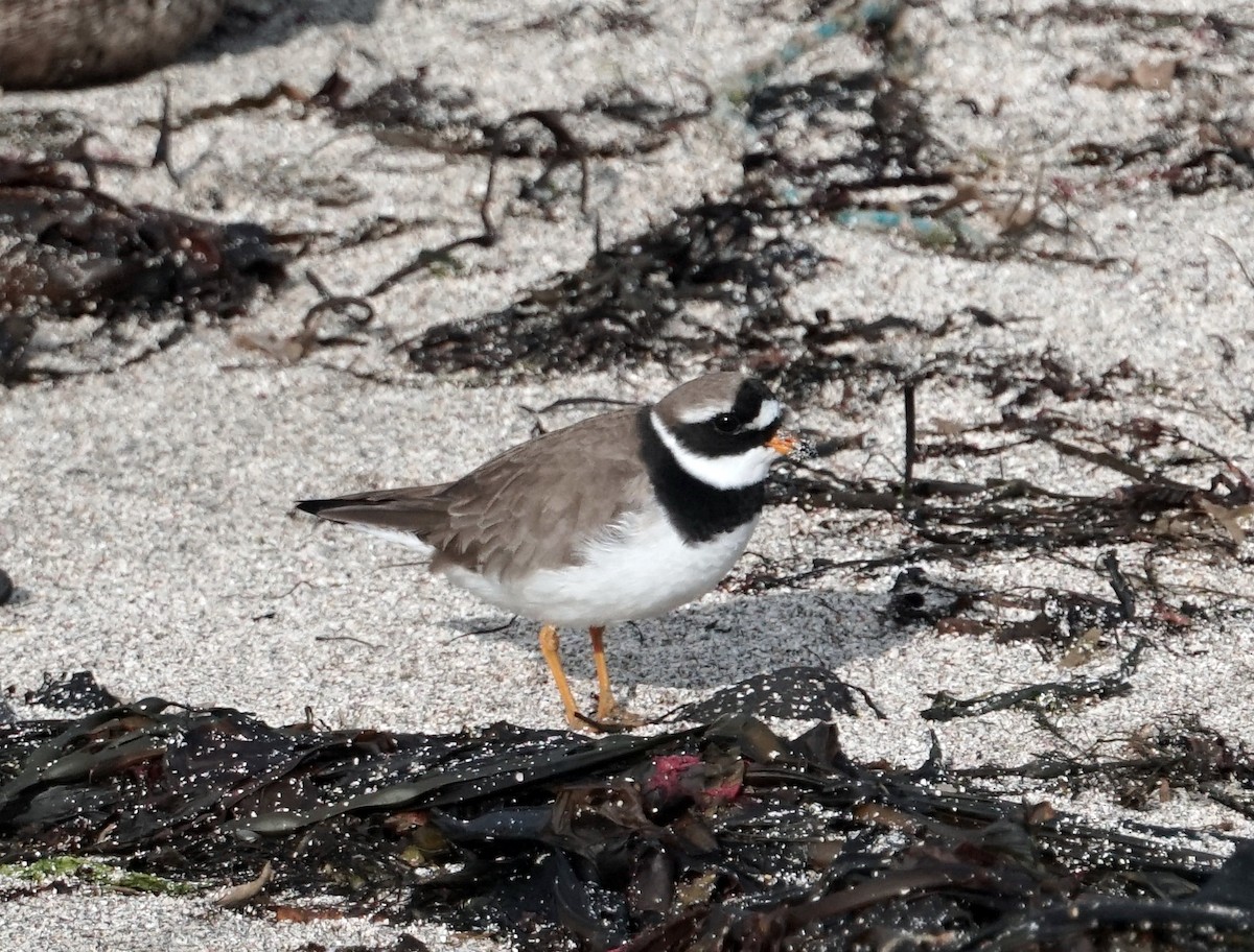 Common Ringed Plover - ML620557045