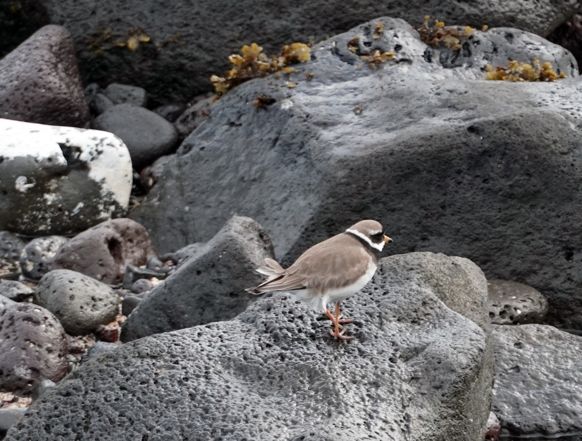 Common Ringed Plover - ML620557046