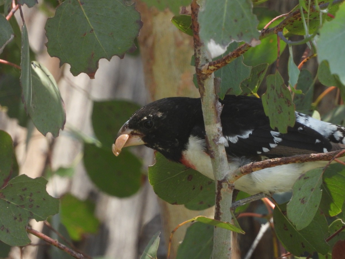 Rose-breasted Grosbeak - ML620557051