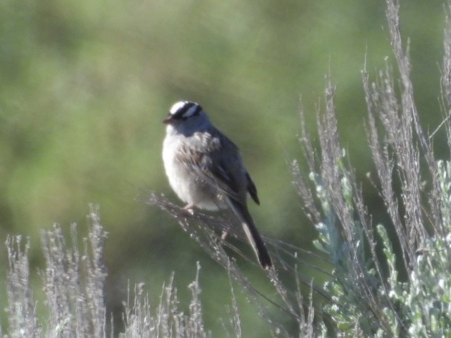 White-crowned Sparrow - ML620557052