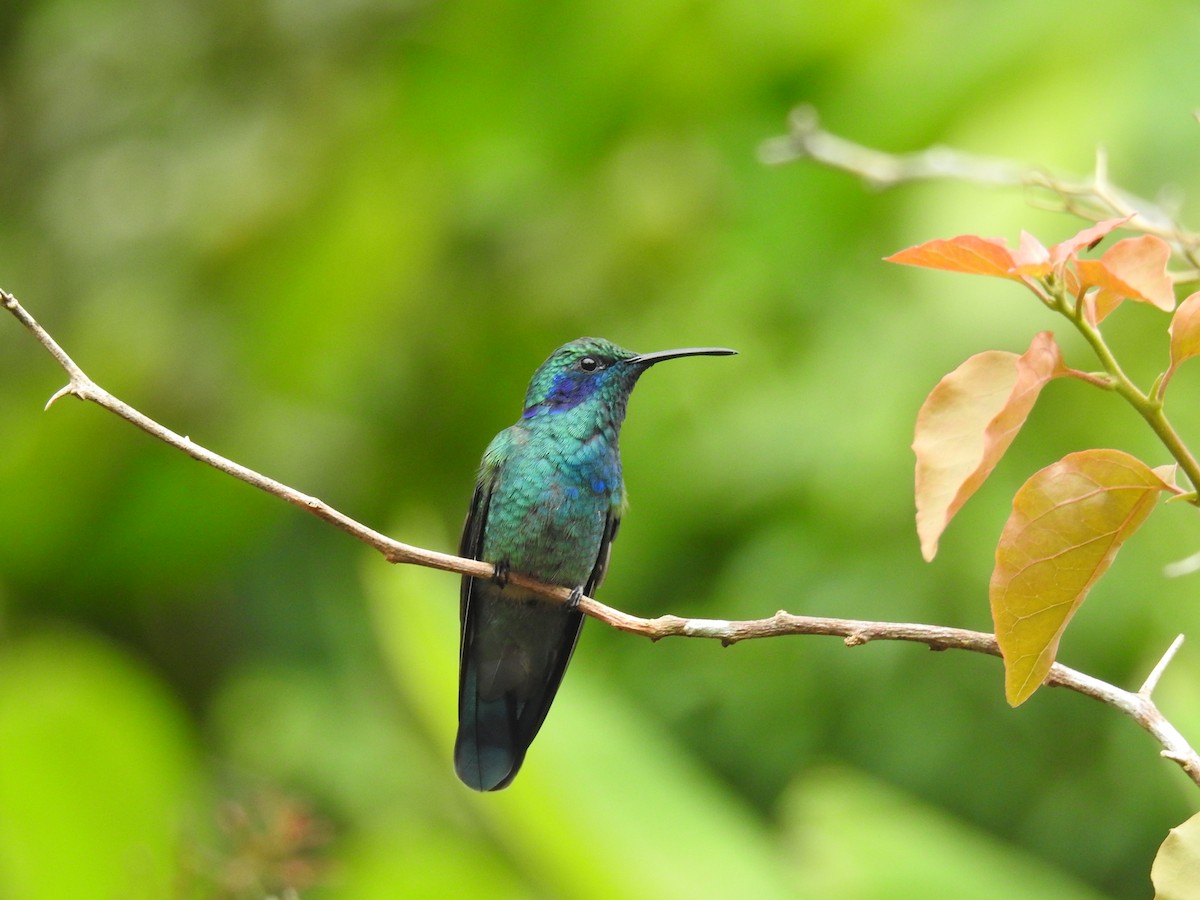 kolibřík modrouchý - ML620557077