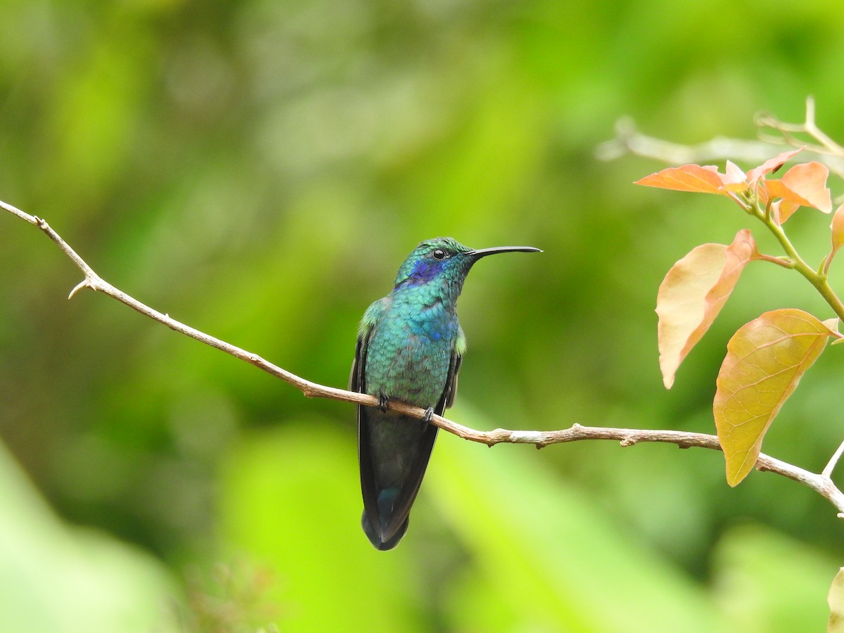 kolibřík modrouchý - ML620557085