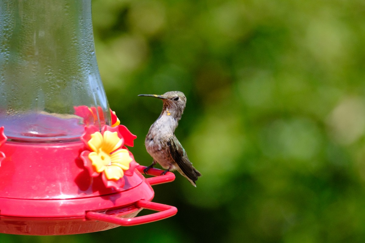 Anna's Hummingbird - ML620557104
