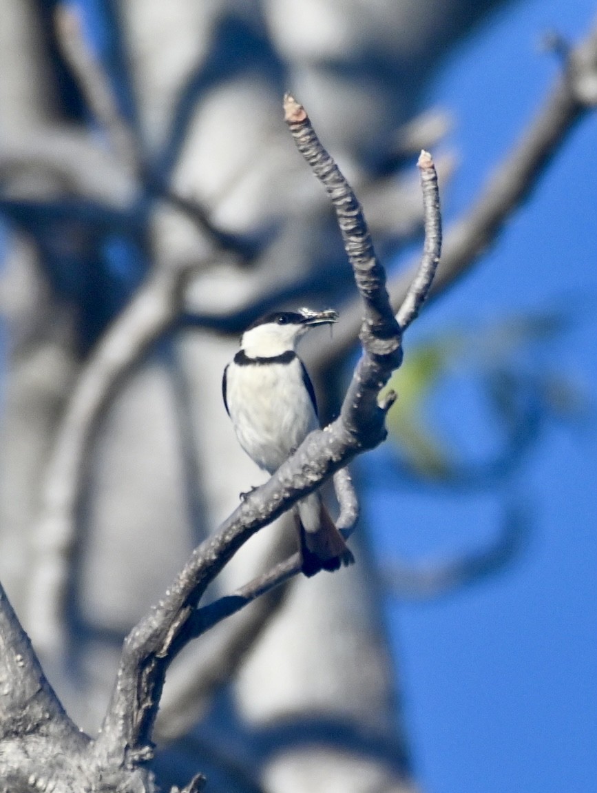 Banded Honeyeater - ML620557106