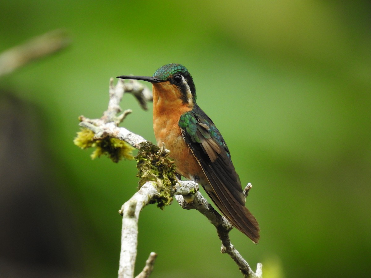 kolibřík fialovohrdlý - ML620557118