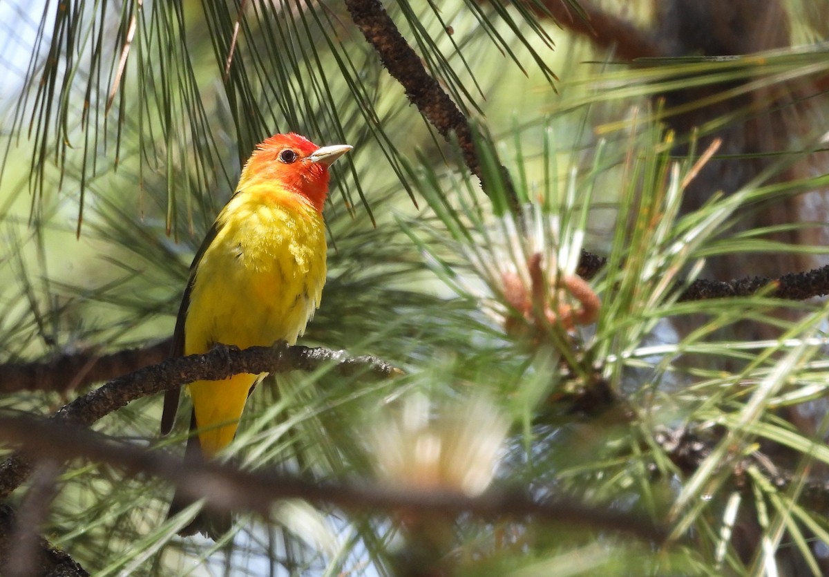 Western Tanager - ML620557130