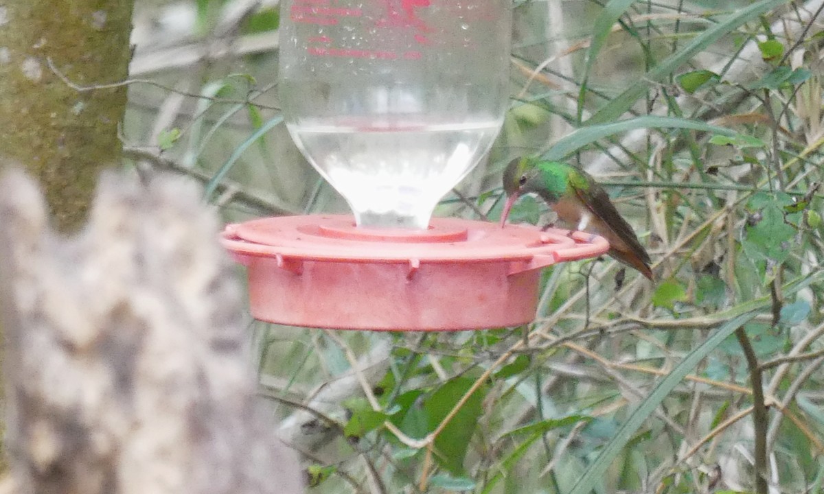Buff-bellied Hummingbird - ML620557148