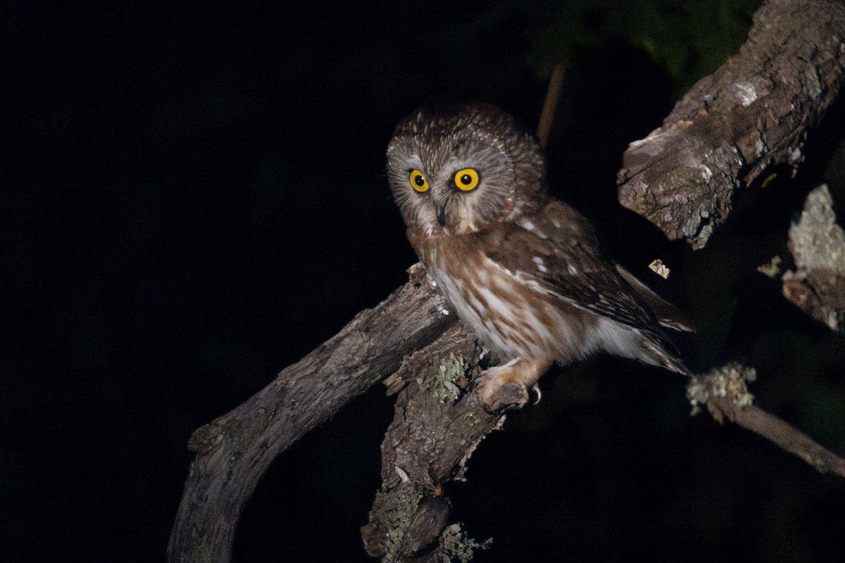 Northern Saw-whet Owl - ML620557150