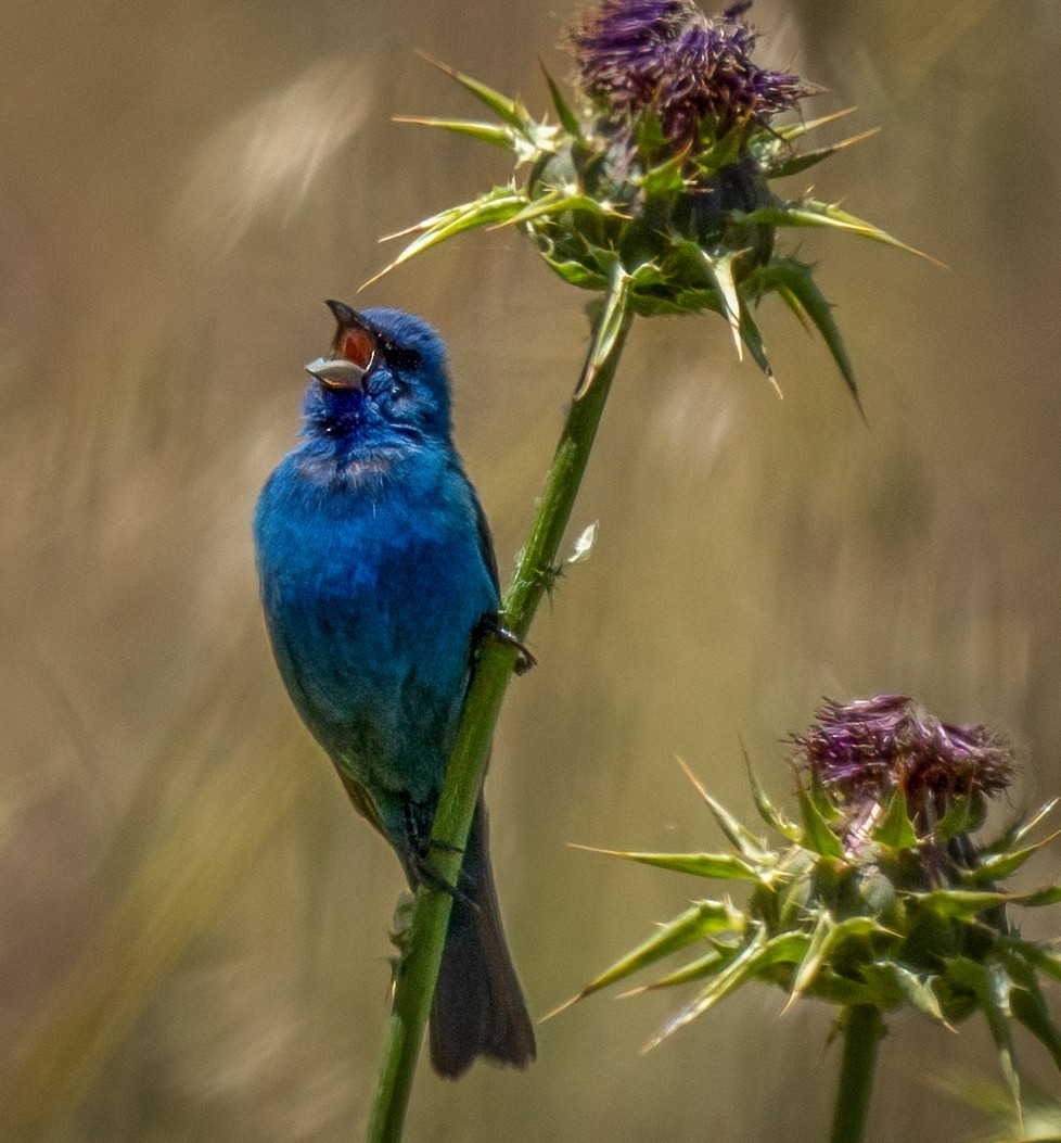 Passerin indigo - ML620557155