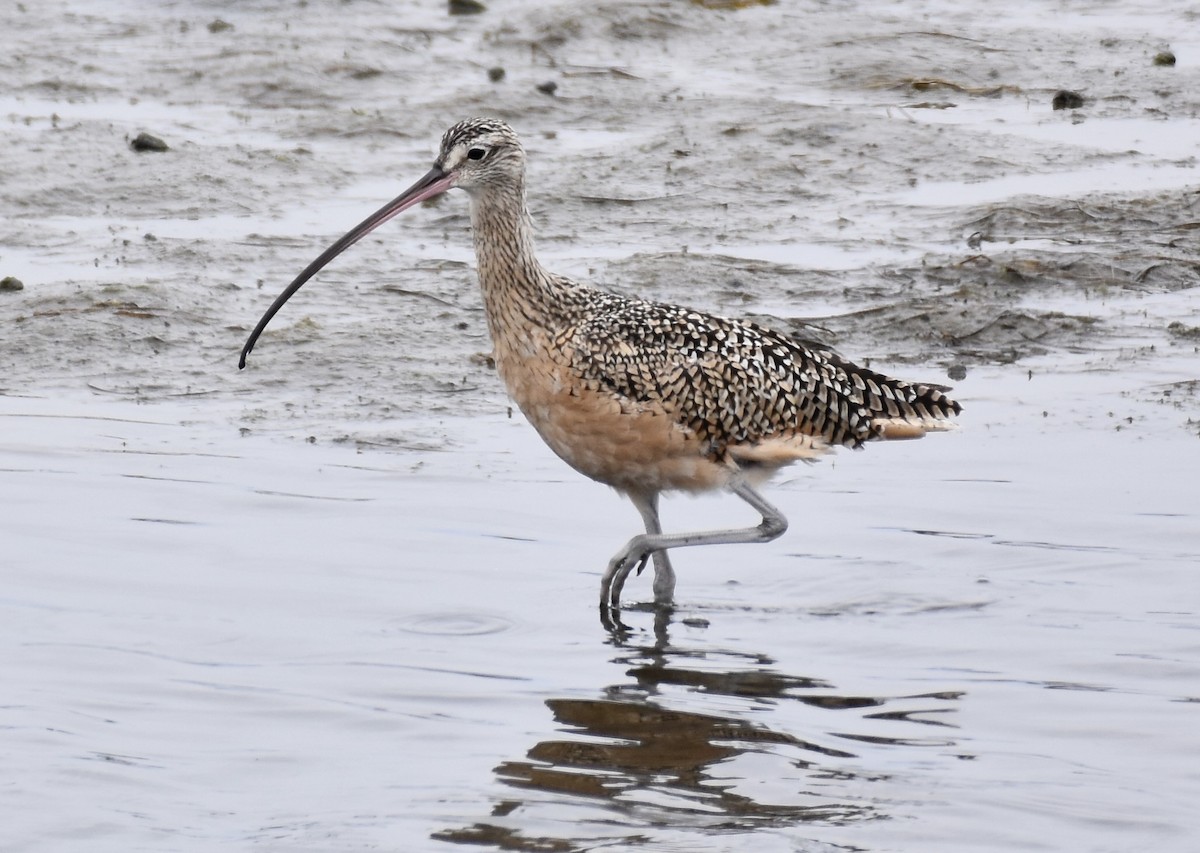 Long-billed Curlew - ML620557161