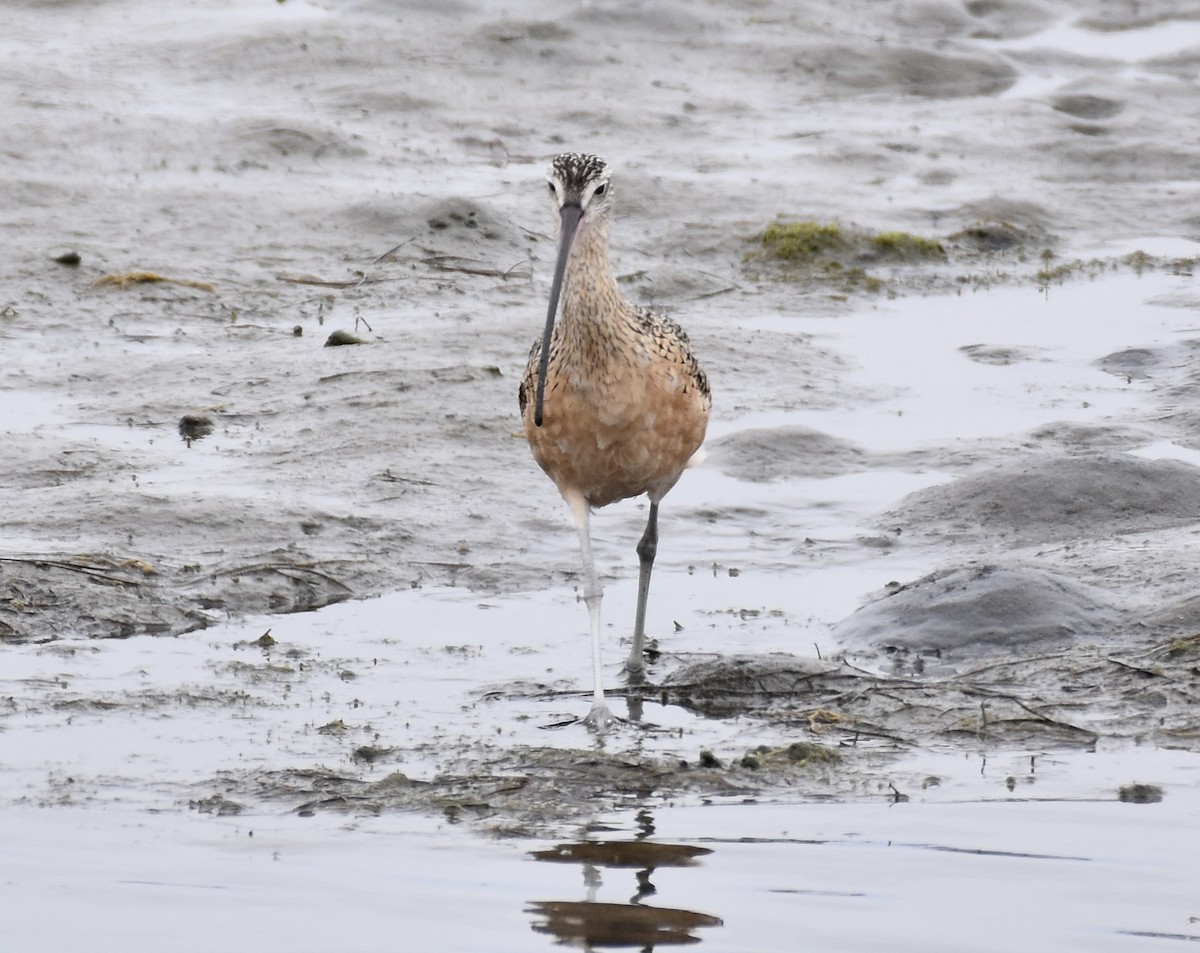 Long-billed Curlew - ML620557162