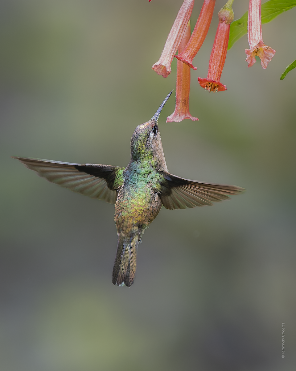 kolibřík čepičatý - ML620557169