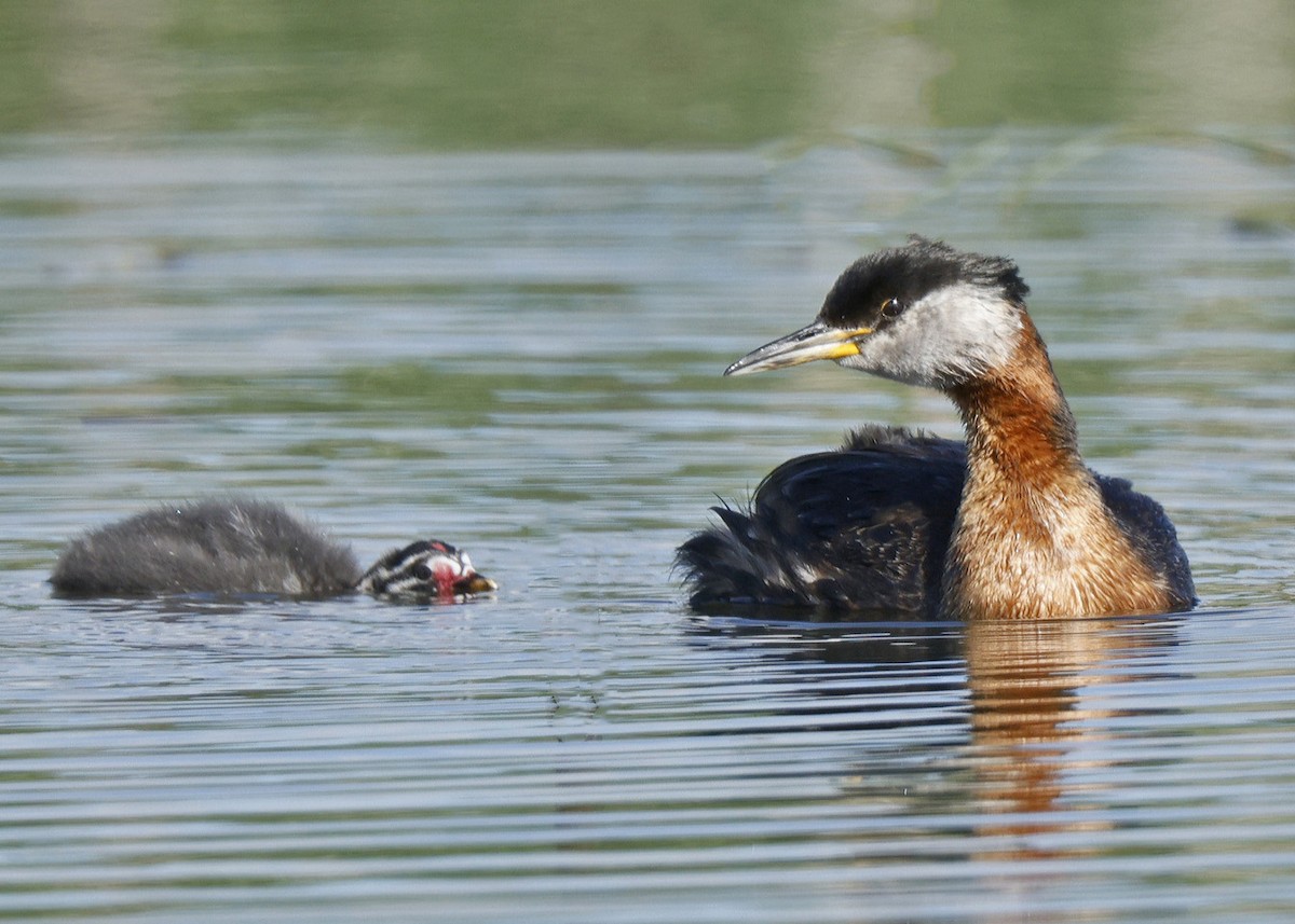 Red-necked Grebe - ML620557180