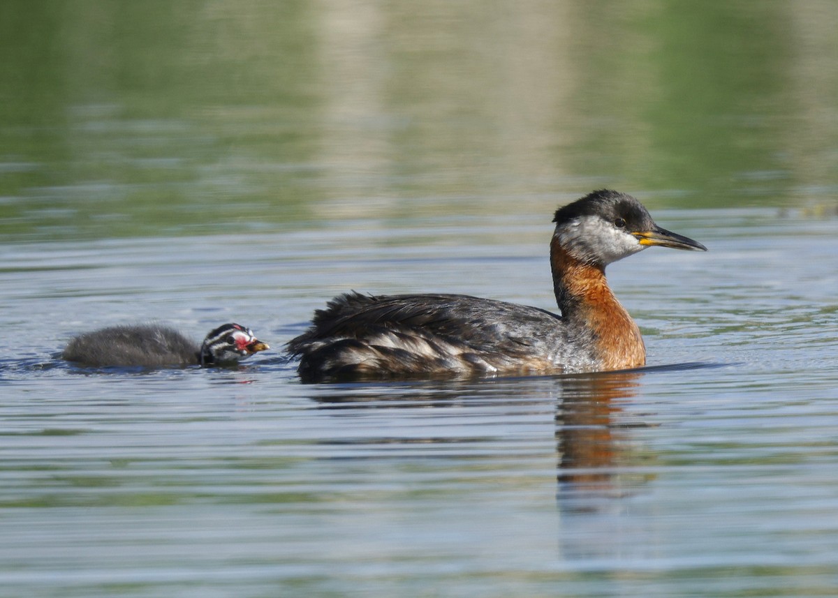 Red-necked Grebe - ML620557181