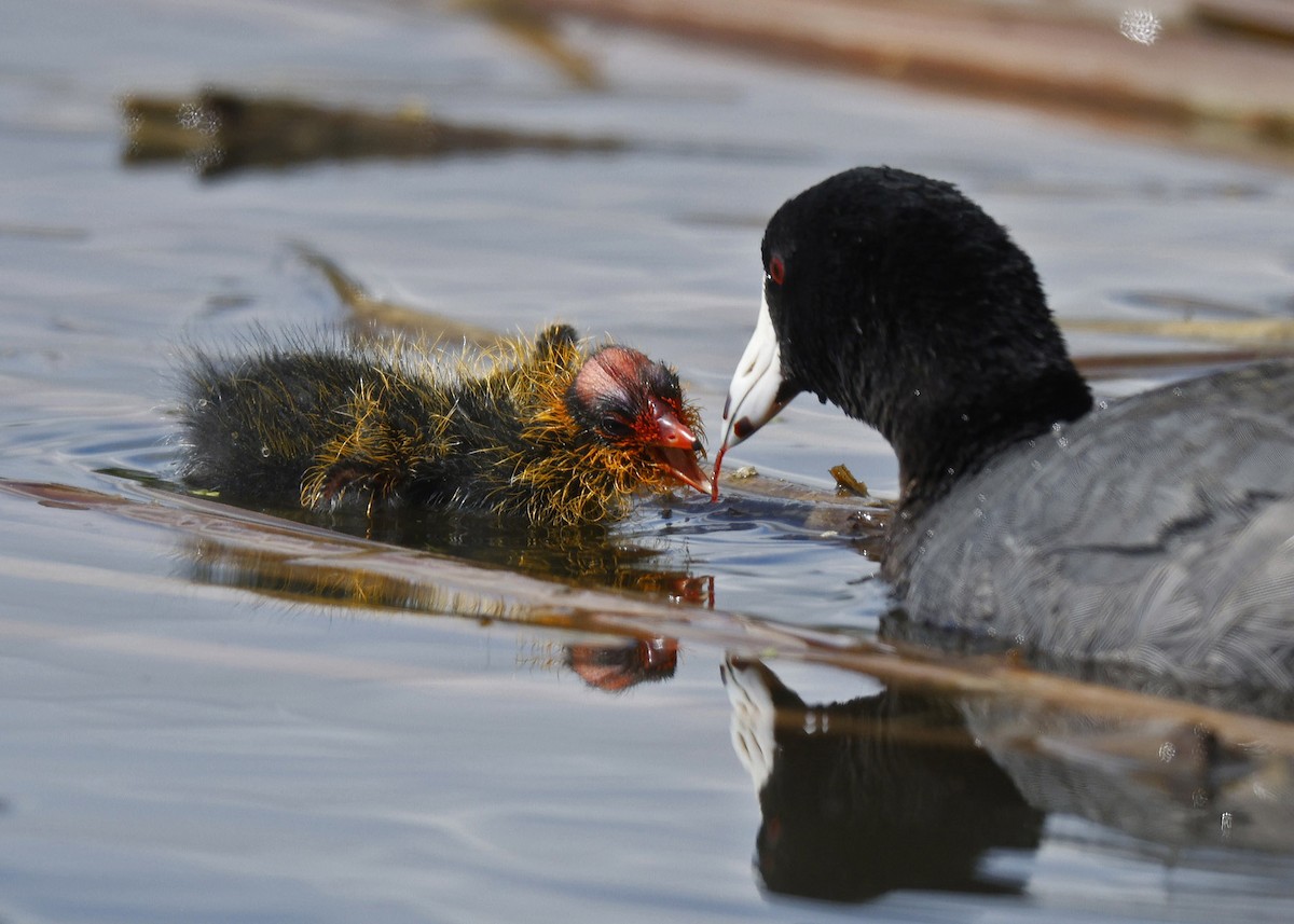 American Coot - ML620557187