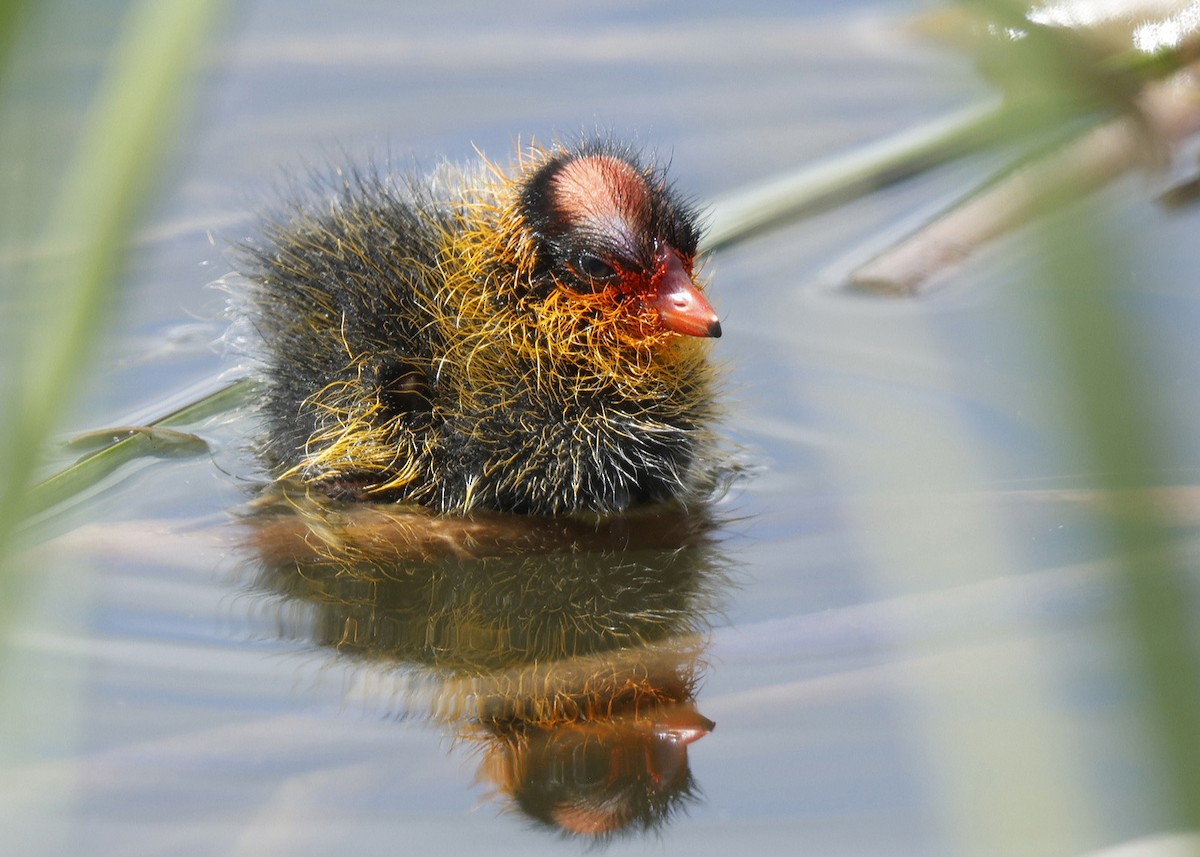 American Coot - ML620557188