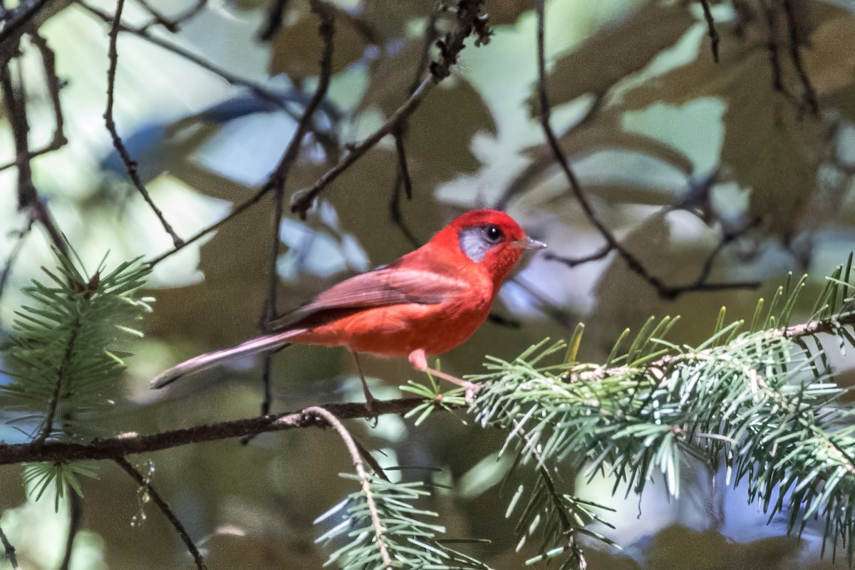 Red Warbler (Gray-cheeked) - ML620557190