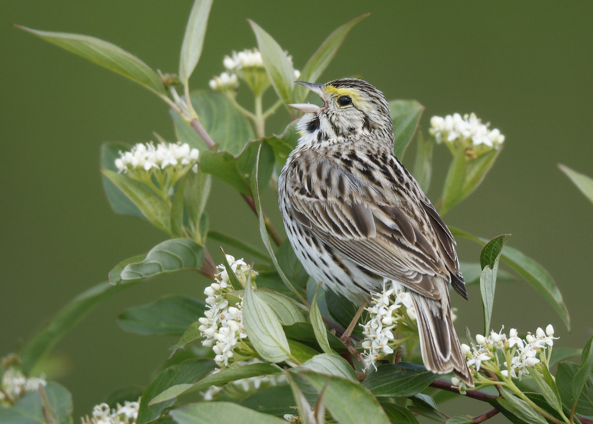 Savannah Sparrow - ML620557192