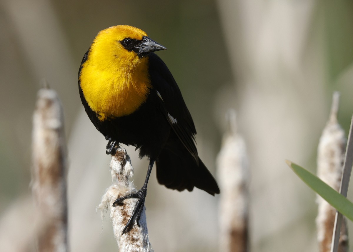 Yellow-headed Blackbird - ML620557200