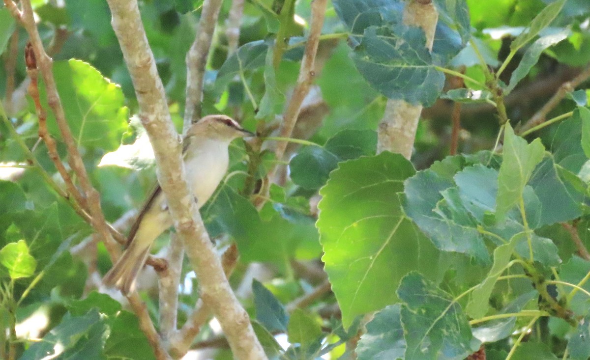 Kızıl Gözlü Vireo - ML620557201