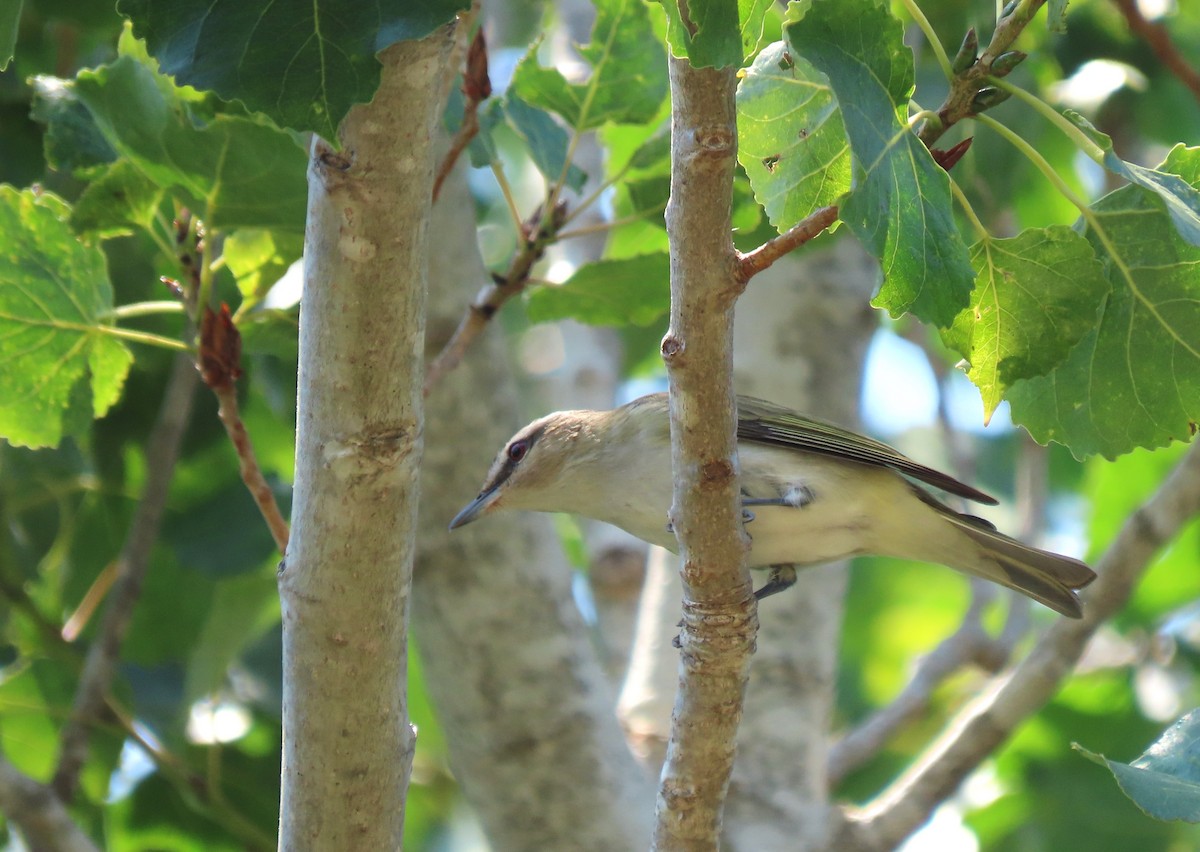 Rotaugenvireo - ML620557204