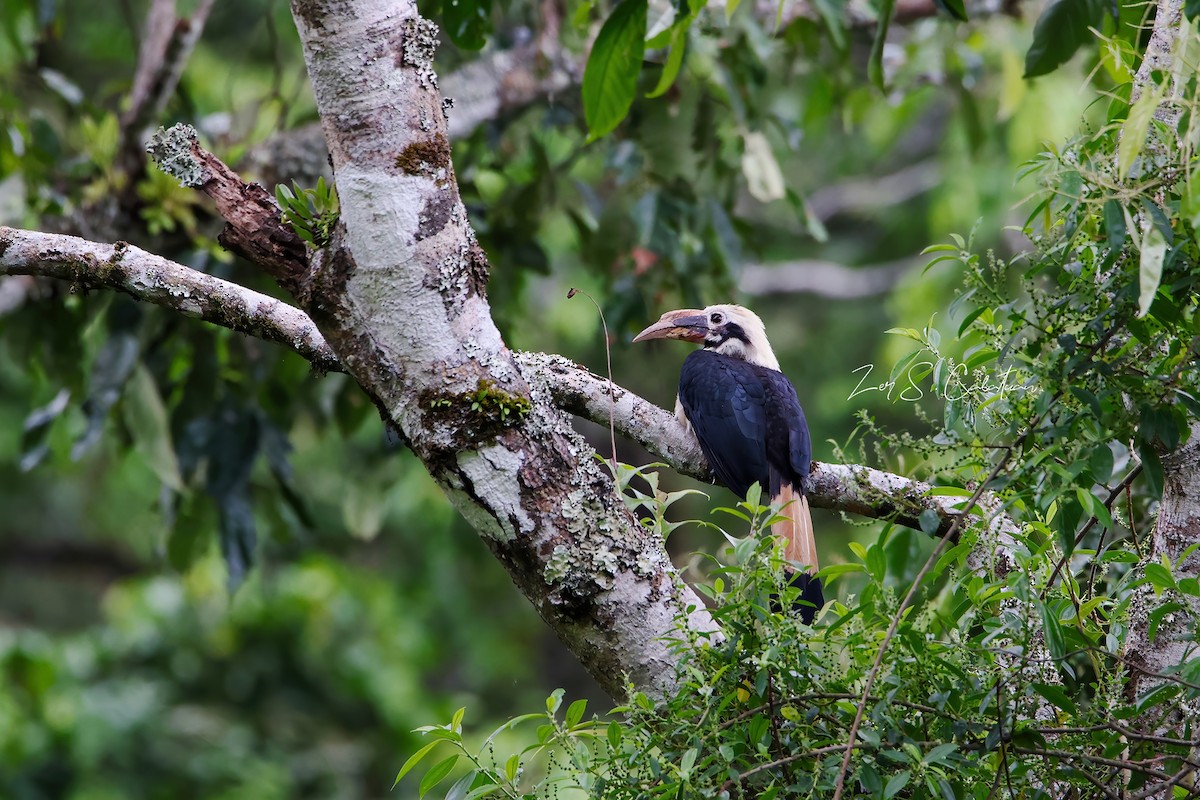Mindanao Hornbill - ML620557208