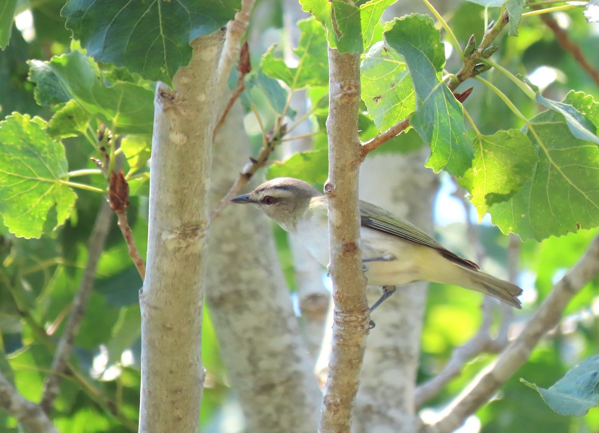 Vireo Ojirrojo - ML620557211