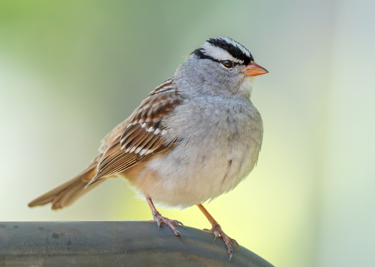 White-crowned Sparrow - Dori Eldridge