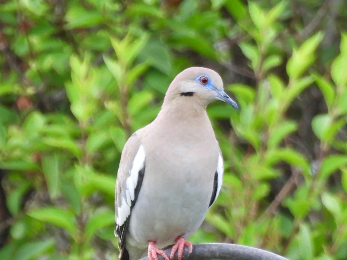 White-winged Dove - ML620557226