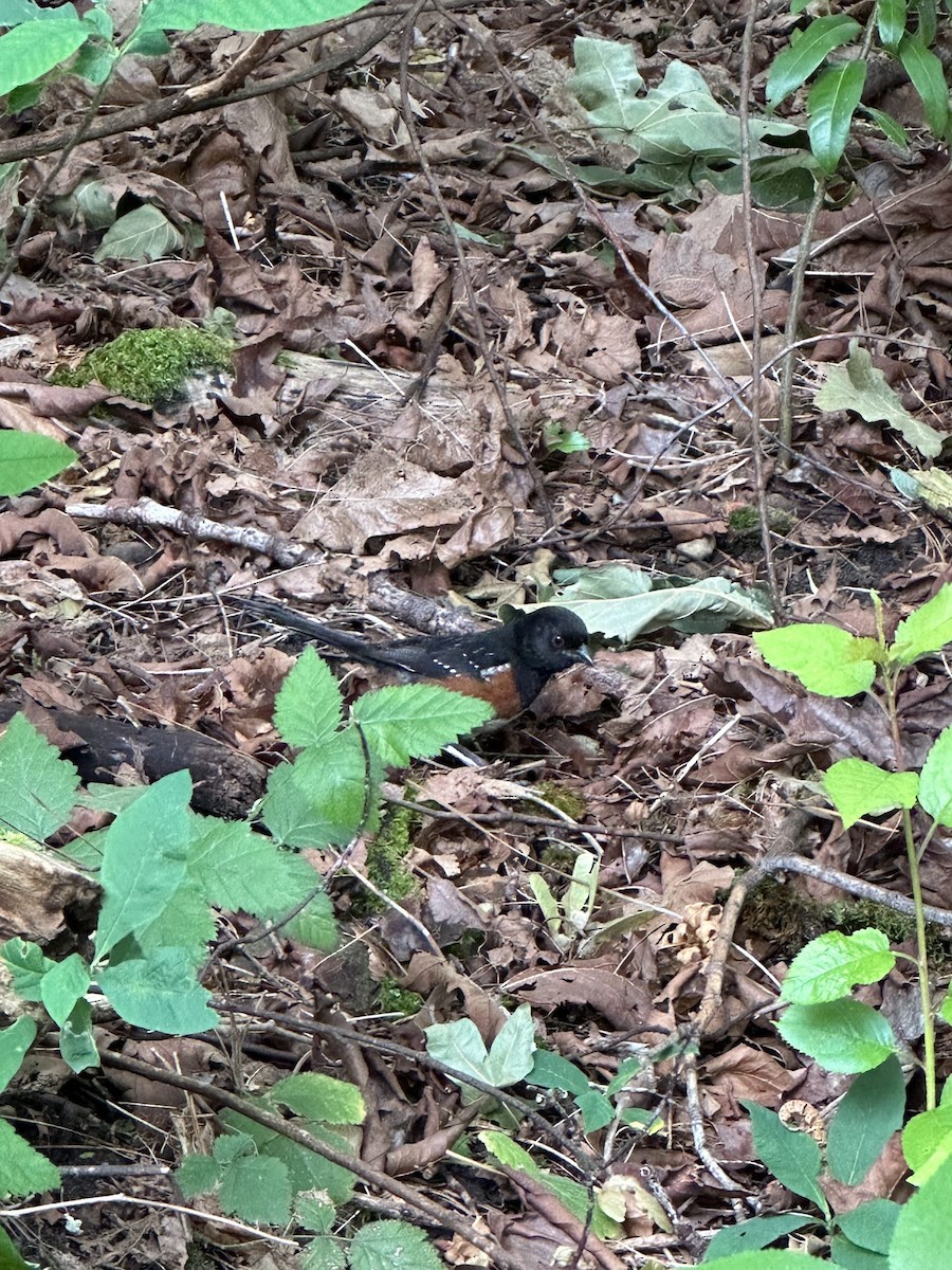 Spotted Towhee - ML620557246