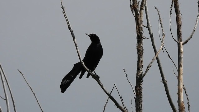Great-tailed Grackle - ML620557257