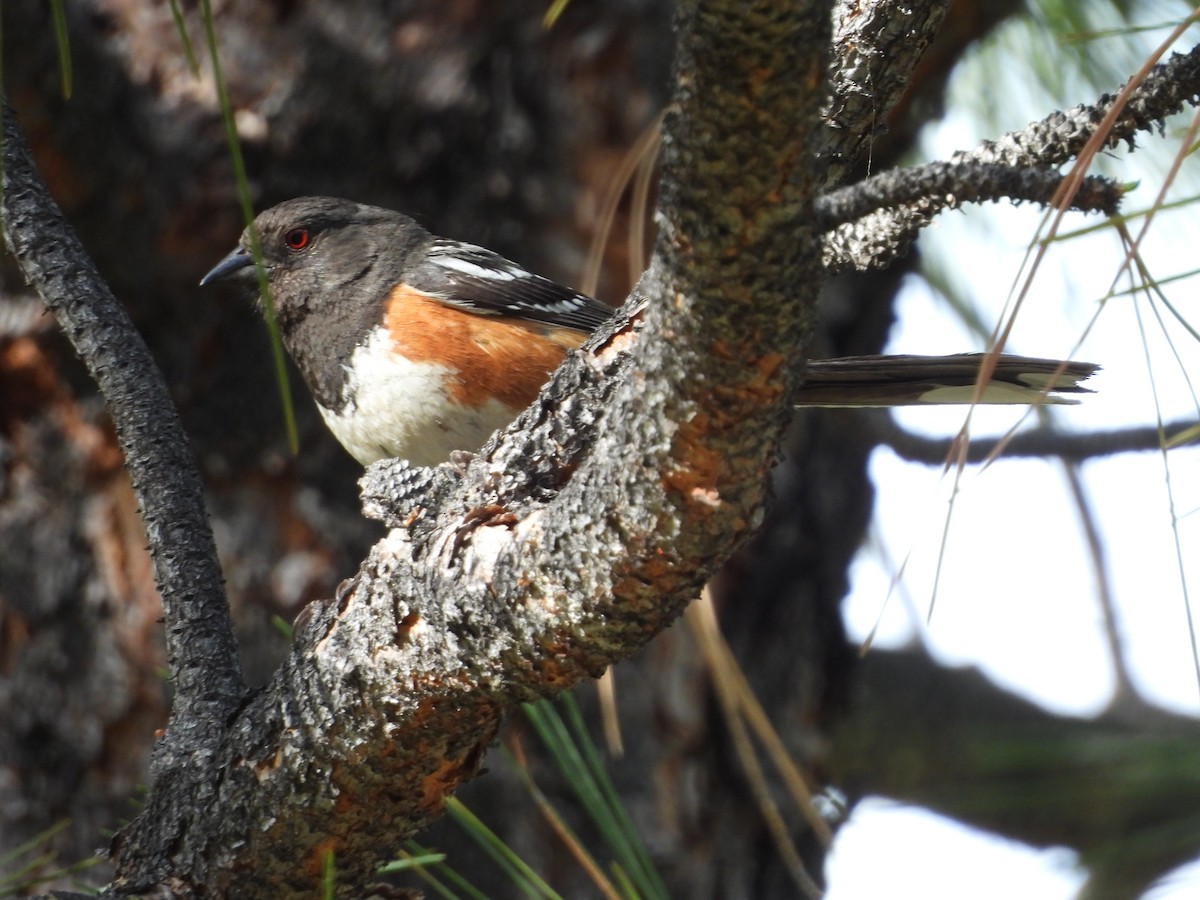 Spotted Towhee - ML620557266