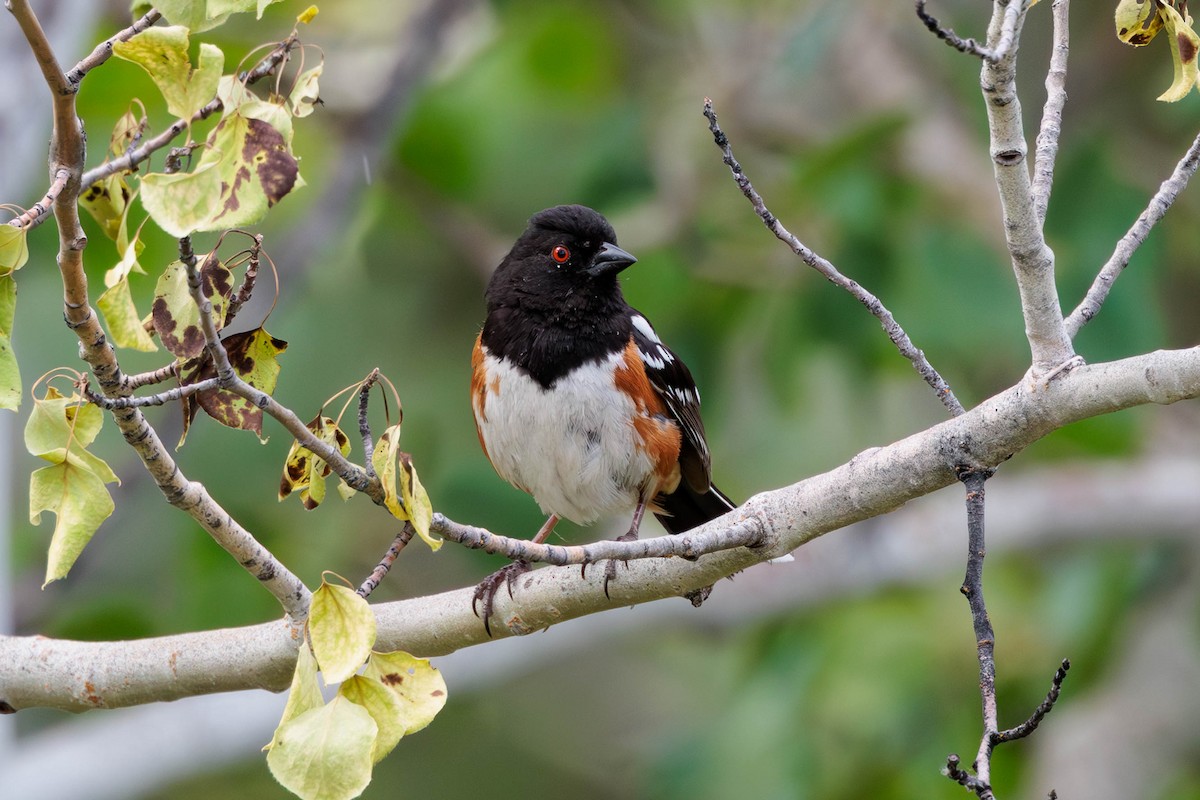 Spotted Towhee - ML620557274