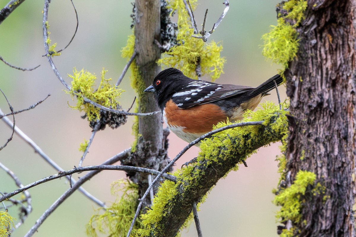 Spotted Towhee - ML620557275