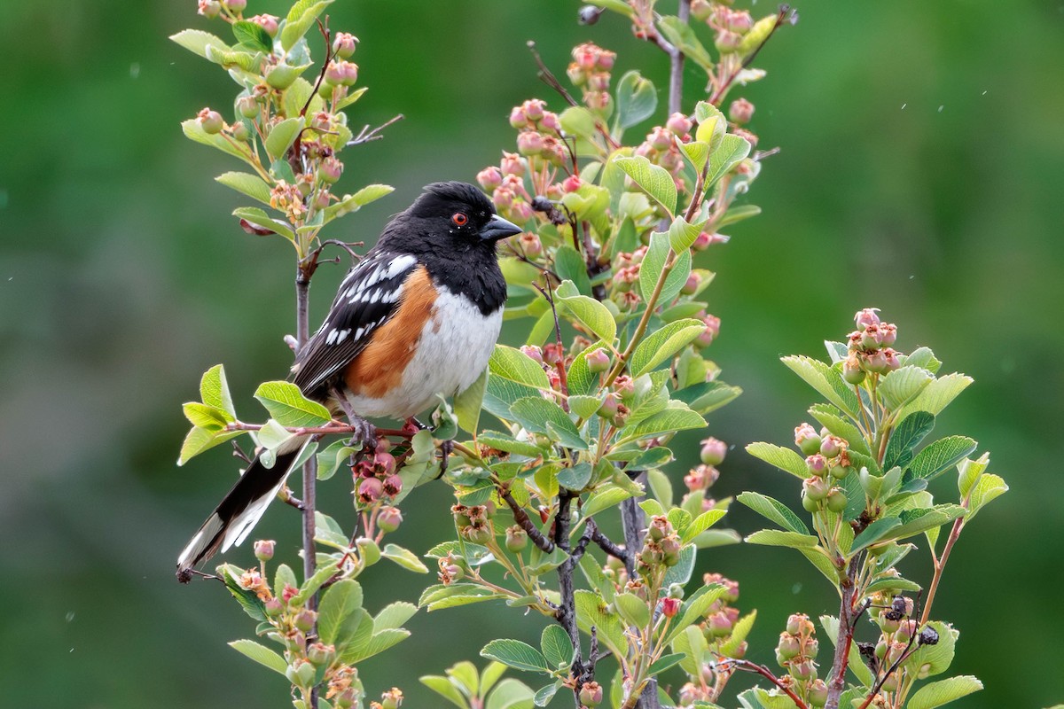 Spotted Towhee - ML620557276