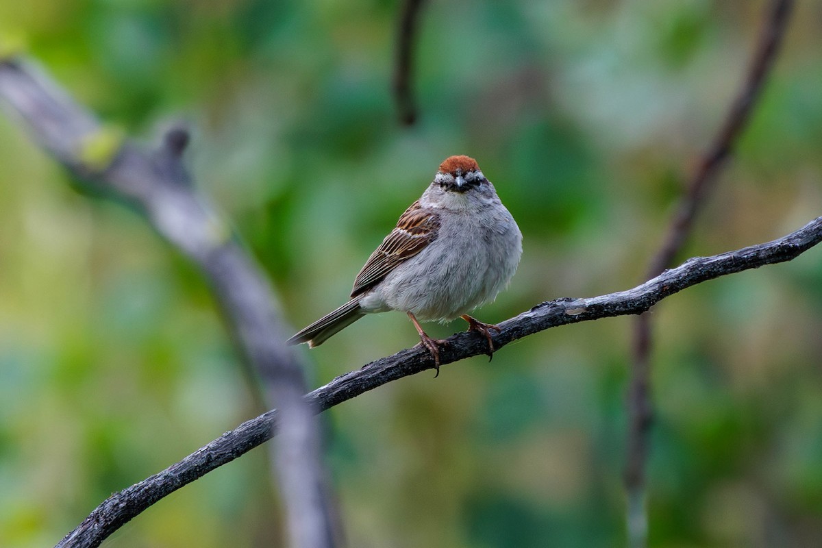 Chipping Sparrow - ML620557278