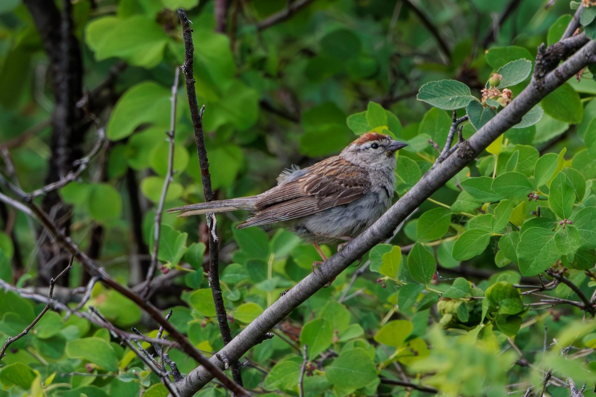 Chipping Sparrow - ML620557279