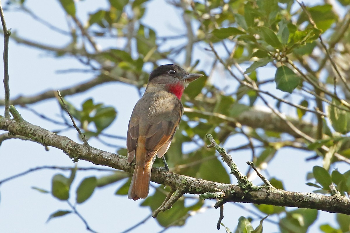 Rose-throated Becard - ML620557288