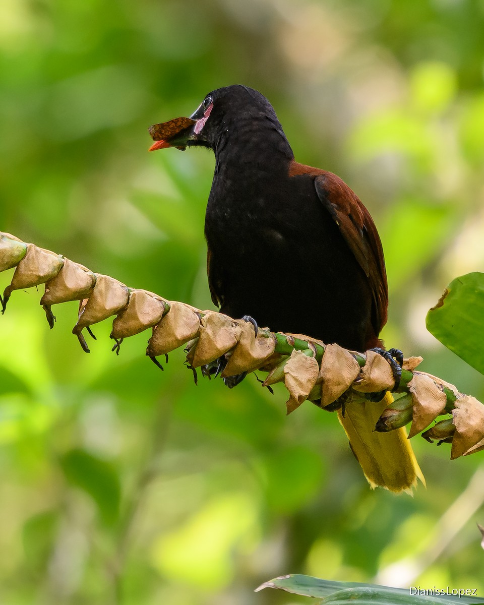 chocooropendola - ML620557314