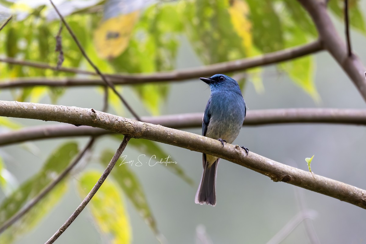 Turquoise Flycatcher - Zer Cabatuan