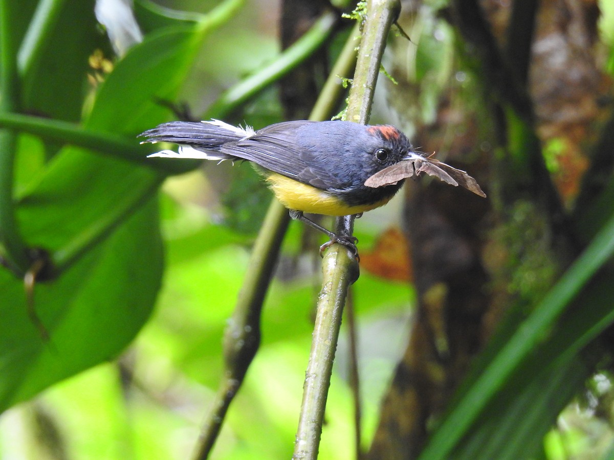 Slate-throated Redstart - ML620557317