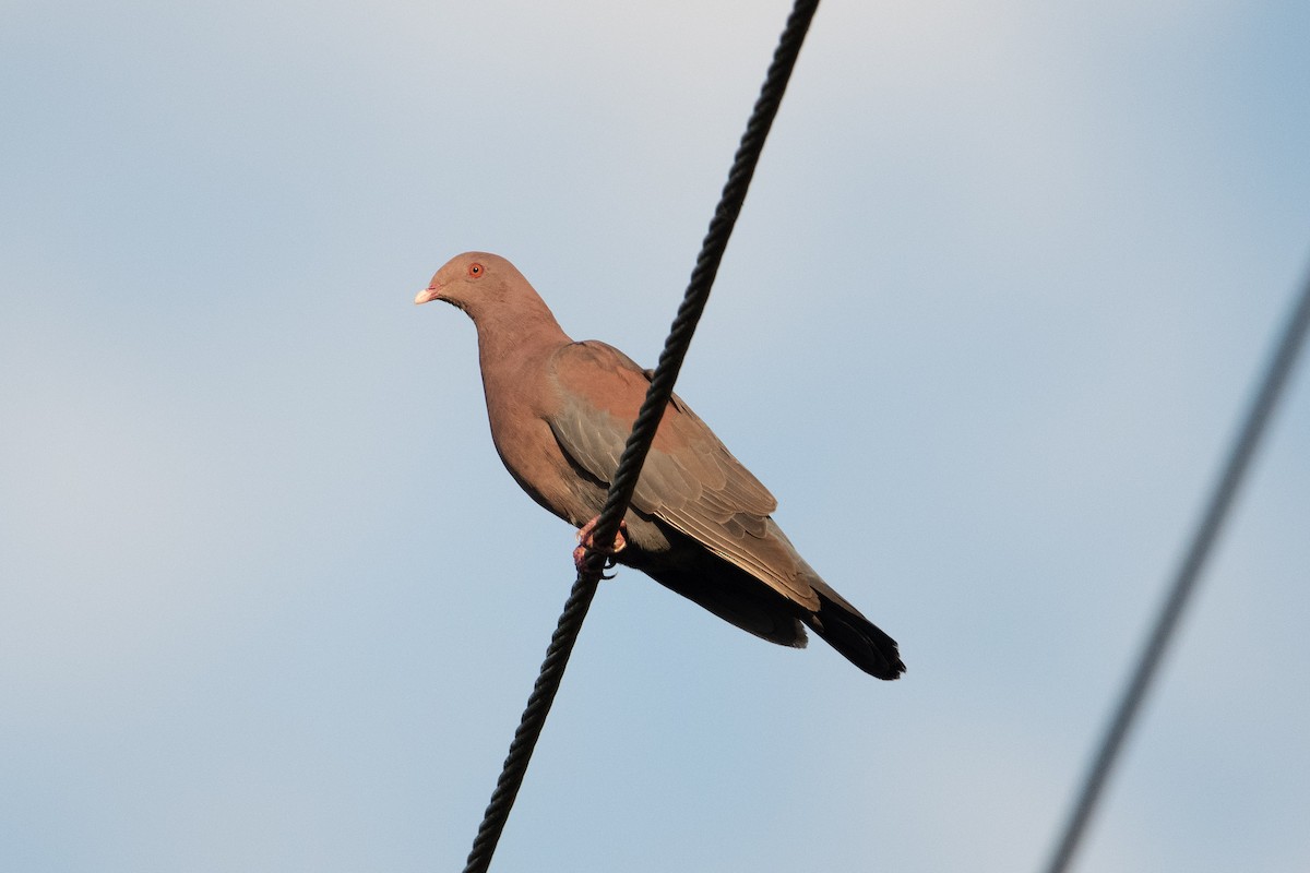 Pigeon à bec rouge - ML620557321