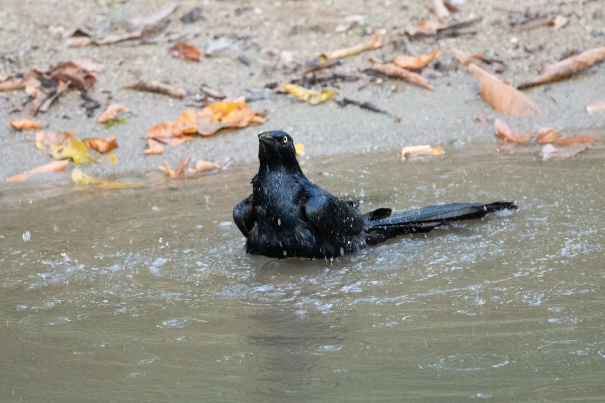 Great-tailed Grackle - ML620557345