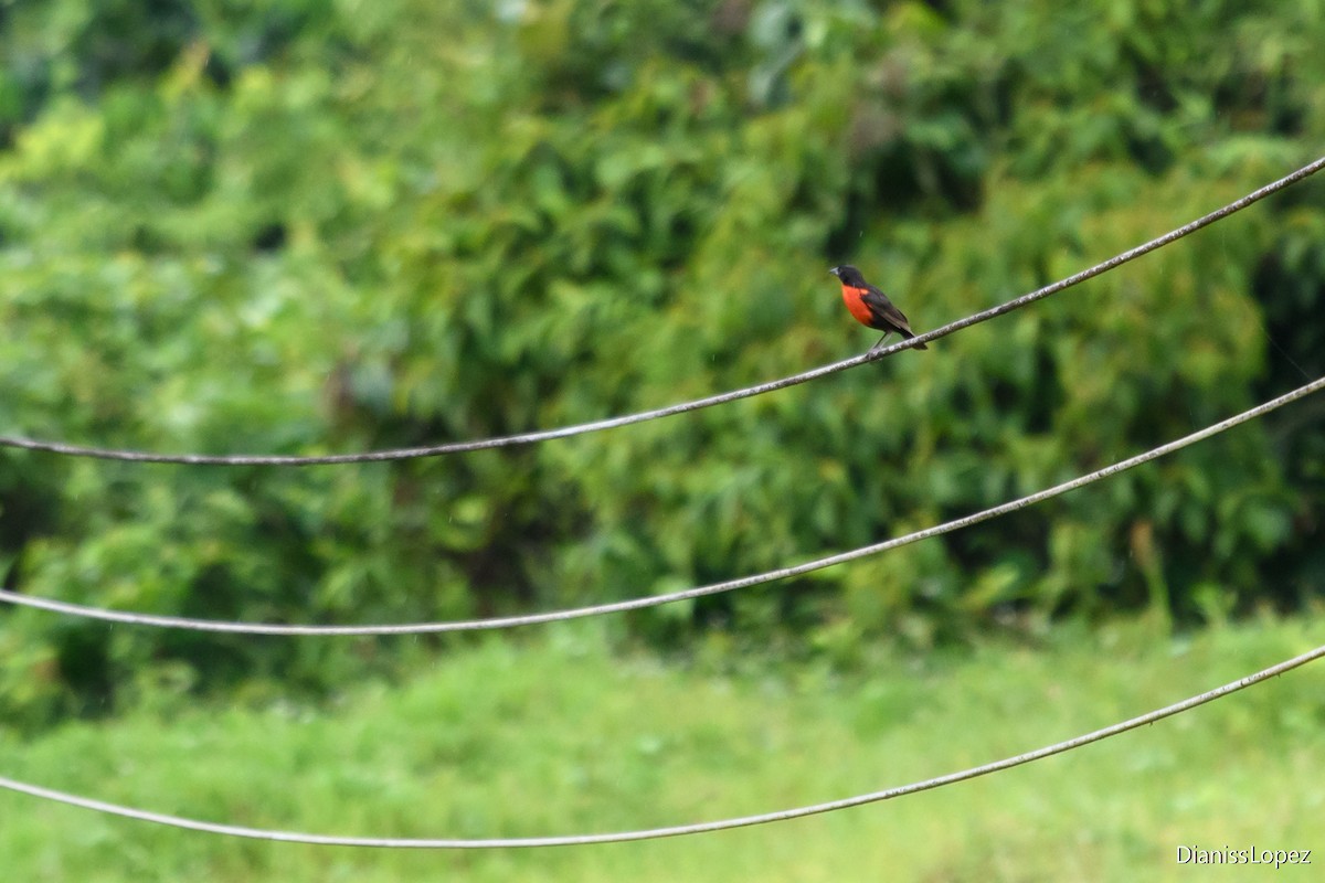 Red-breasted Meadowlark - ML620557349