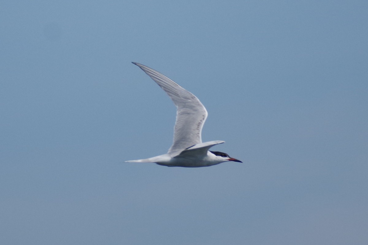 Common Tern - ML620557355