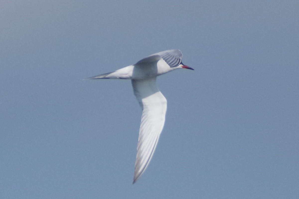 Common Tern - ML620557356