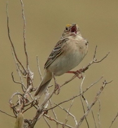 Grasshopper Sparrow - ML620557358