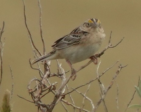 Grasshopper Sparrow - ML620557359